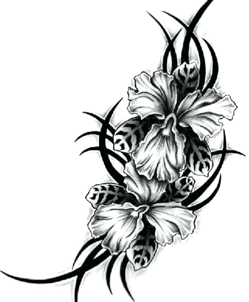800x972 Hawaiian Flower Drawings