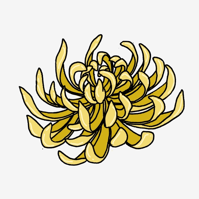 640x640 Hand Drawn Floral Chrysanthemum Yellow Botanical Watercolor