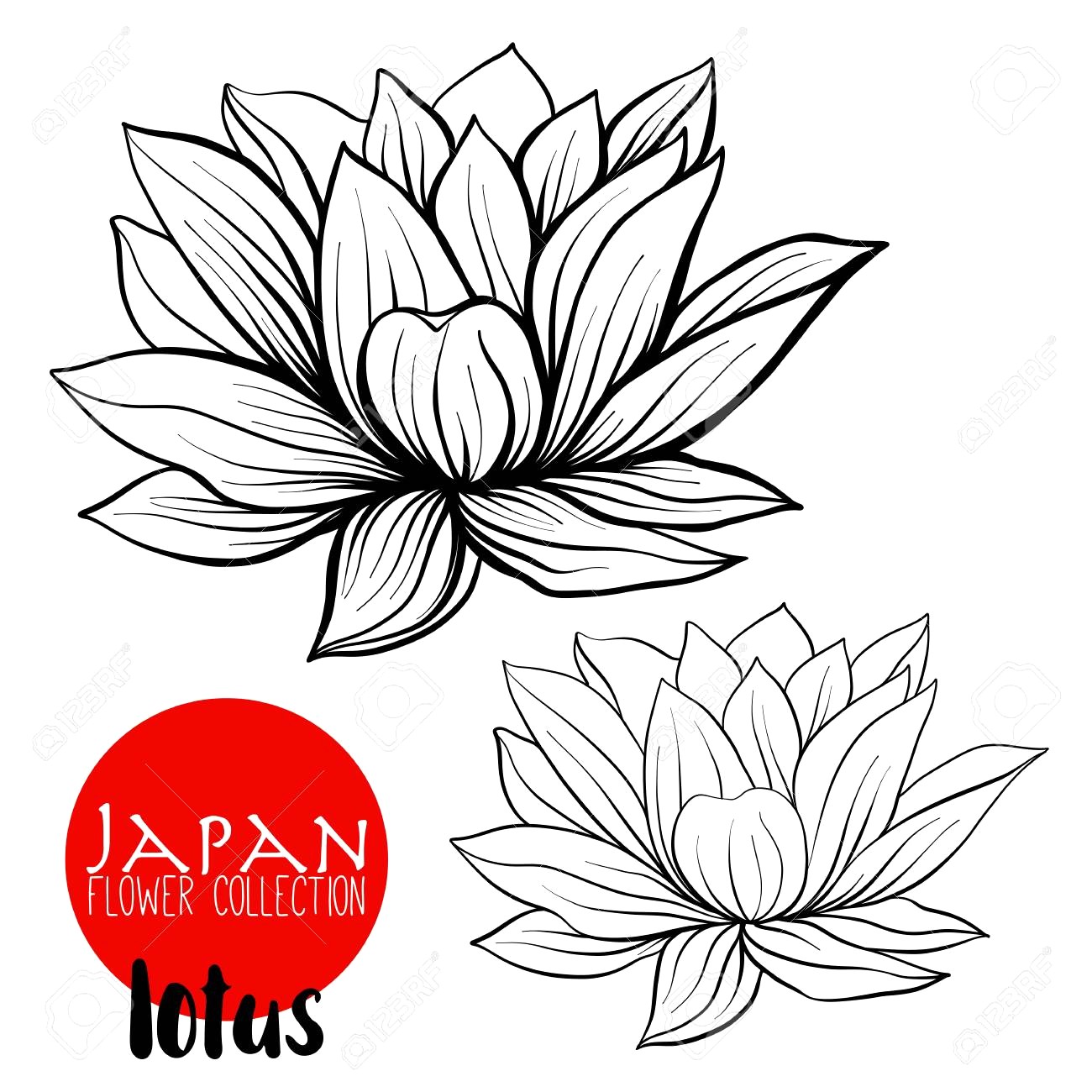 1300x1300 Lotus Flowers Stock Line Vector Illustration Botanic