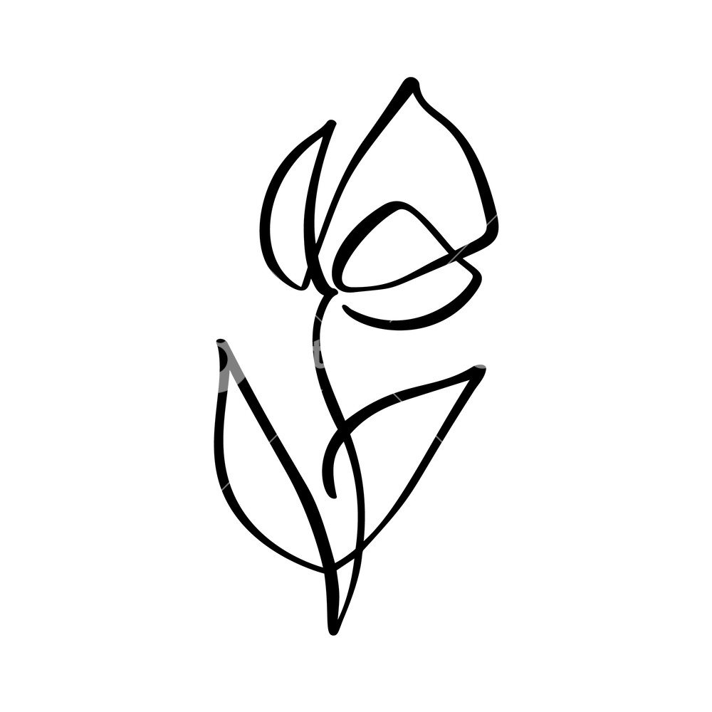 1000x1000 Tulip Flower Logo Continuous Line Hand Drawing Calligraphic
