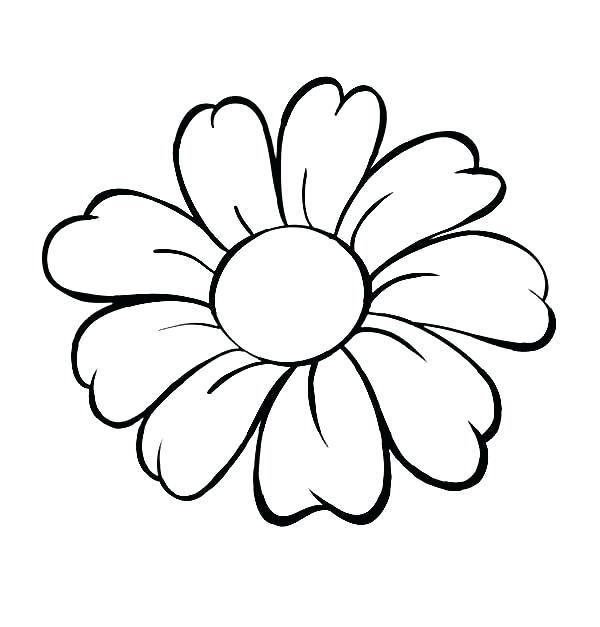 600x627 Daisy Flower Drawings