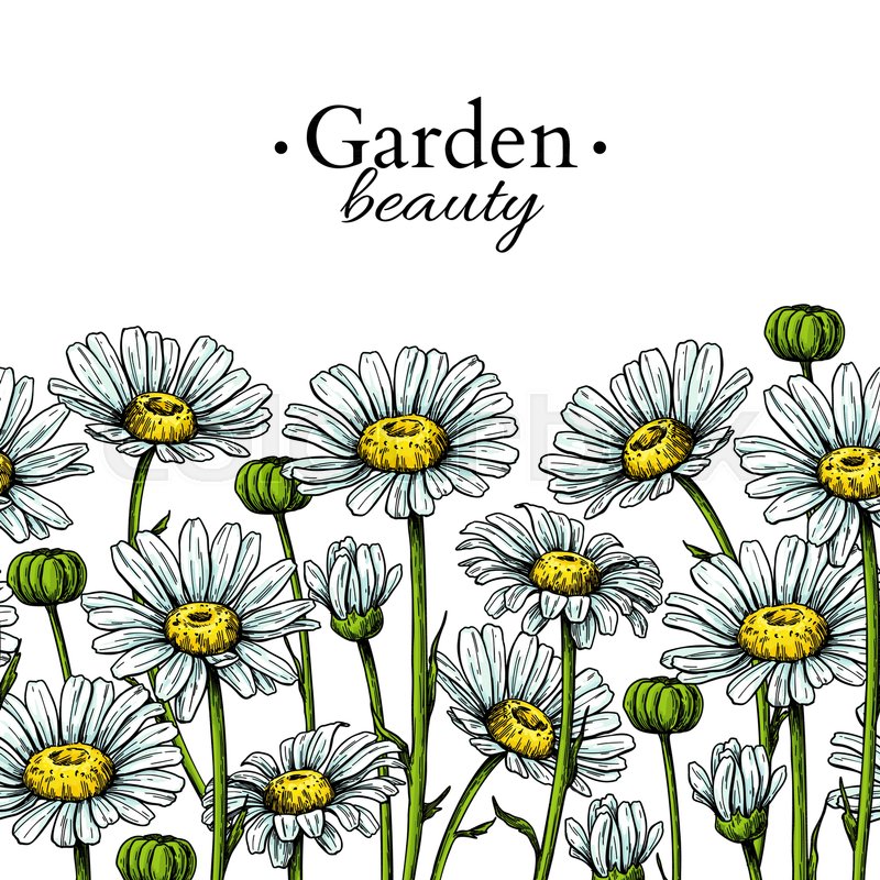 800x800 Daisy Flower Border Drawing Vector Stock Vector Colourbox