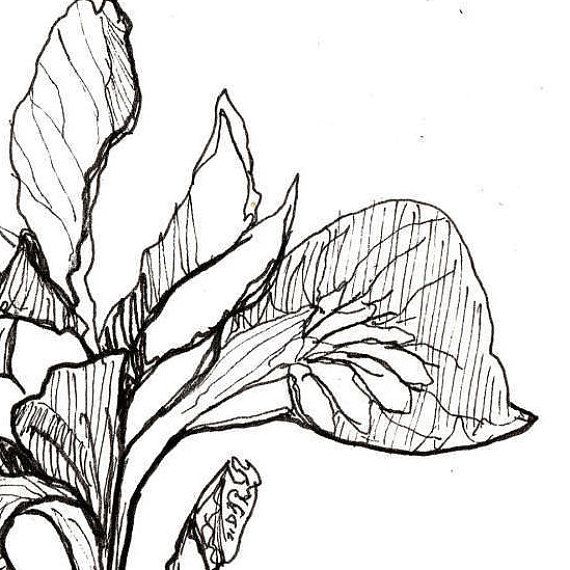 570x570 Iris Print Flower Art Botanical Illustration Wall