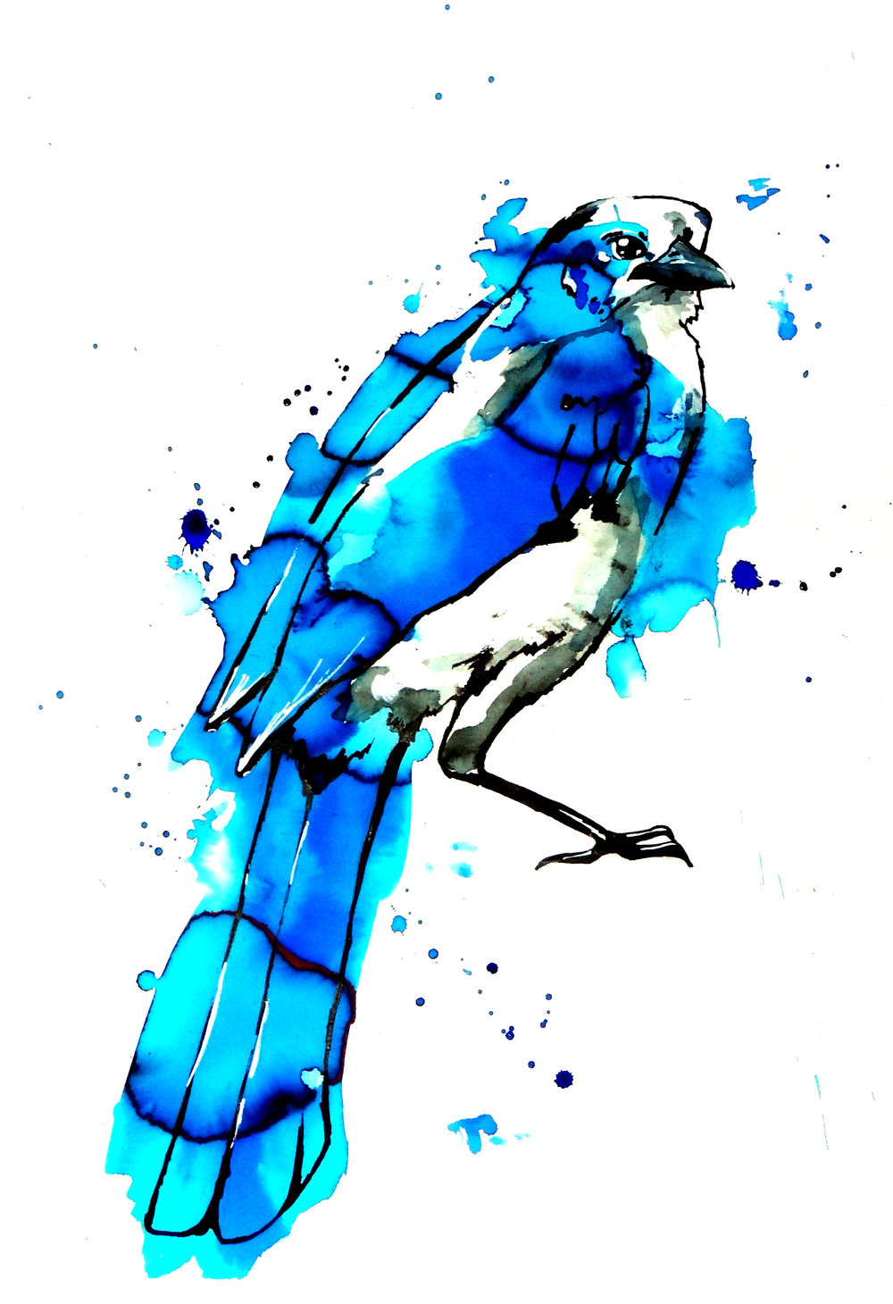 1000x1460 Florida Blue Drawing Birds