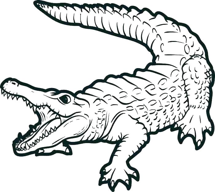 Florida Gators Drawing | Free download on ClipArtMag