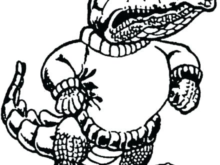 440x330 Gators Coloring Pages Gator Free Florida