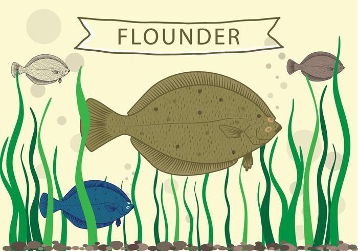 700x490 Flounder Fish Vector