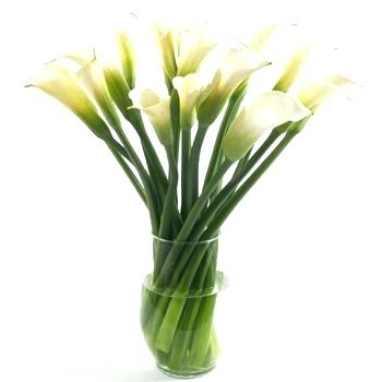 350x350 how to draw a calla lily drawing flower calla lily clip art