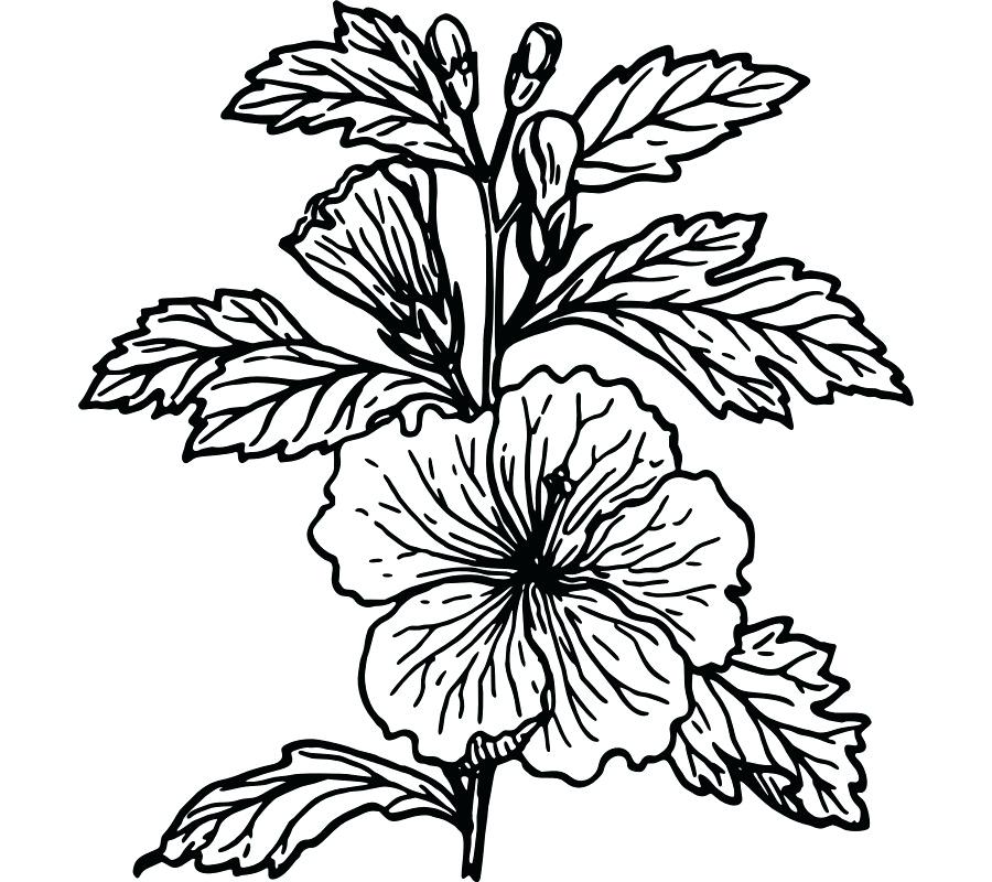 900x800 hibiscus flower sketches hibiscus flower drawing art print how