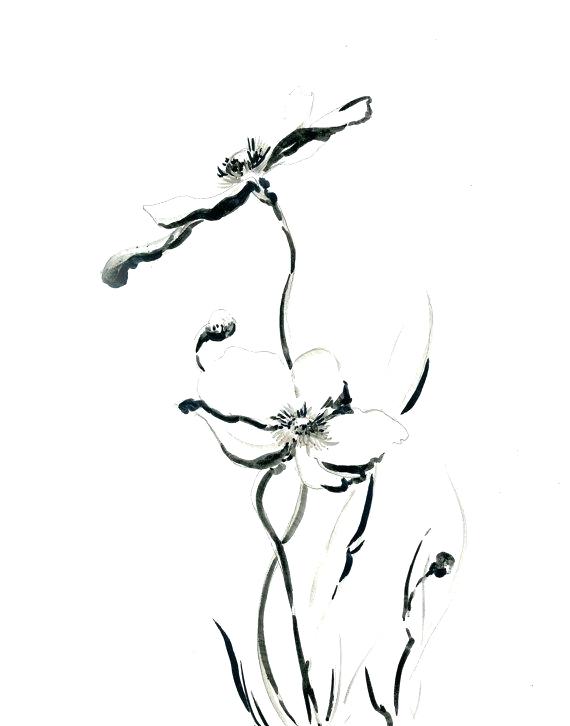 570x726 Black White Flower Drawings