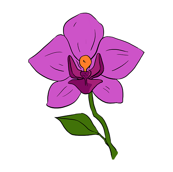 680x678 Drawing Orchid Flower Transparent Png Clipart Free Download