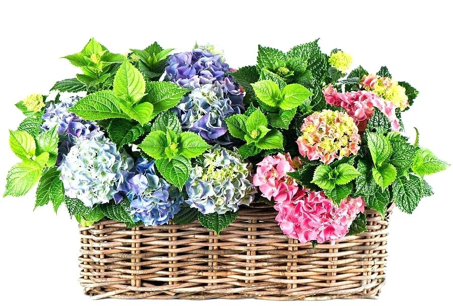 900x607 Flowers Basket Drawing Beautiful In Photograph