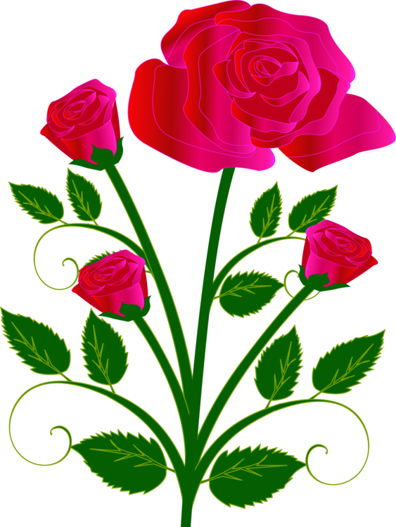 563x749 Rose Flower Bouquet Drawing Red Cc0
