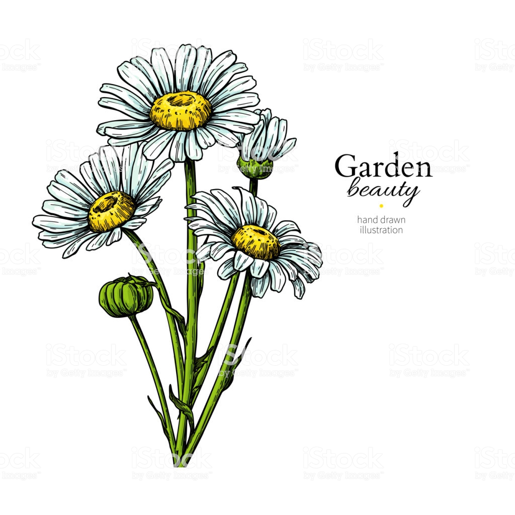 1024x1024 Wildflowers Bouquet Drawing Of Flowers Pencil Colored Images