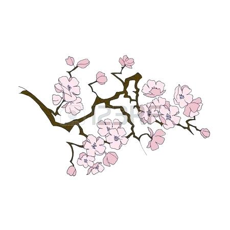 450x450 Draw Cherry Blossom Drawn Cherry Blossom Drawing Pencil