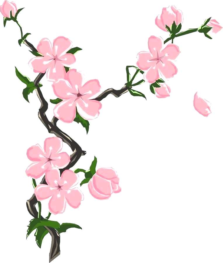 764x900 drawings of japanese cherry blossoms how to draw a japanese cherry