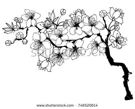 450x365 Hand Drawn And Outline Cherry Branches With Flowers, Sakura Vector