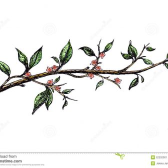 336x336 Branch Drawing Template Black Vectors Aspen Bird Executive