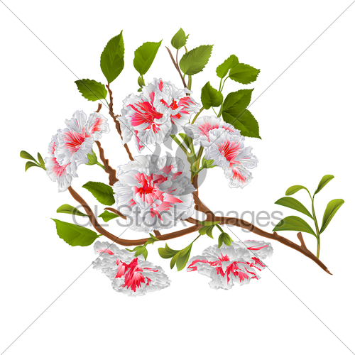 500x500 Branch White Hibiscus Tropical Flowers On A White Backgro Gl