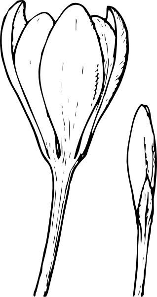 318x599 Flower And Bud Clip Art