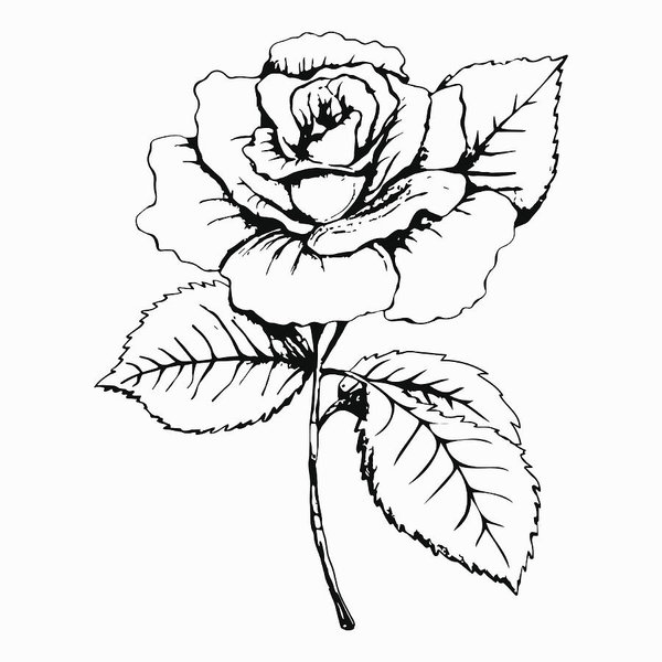 600x600 Flower Rose, Sketch, Painting Hand Drawing White Bud, Petals