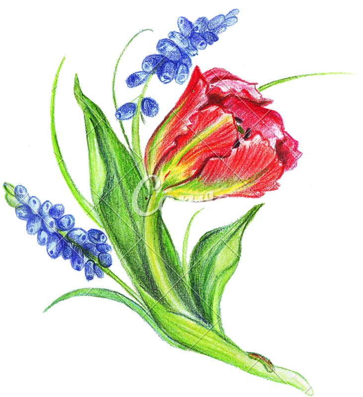 731x800 Hand Drawing Of Colored Bunches Of Flowers