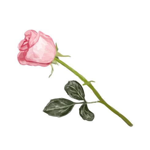 490x490 Illustration Of Drawing Rose Flower