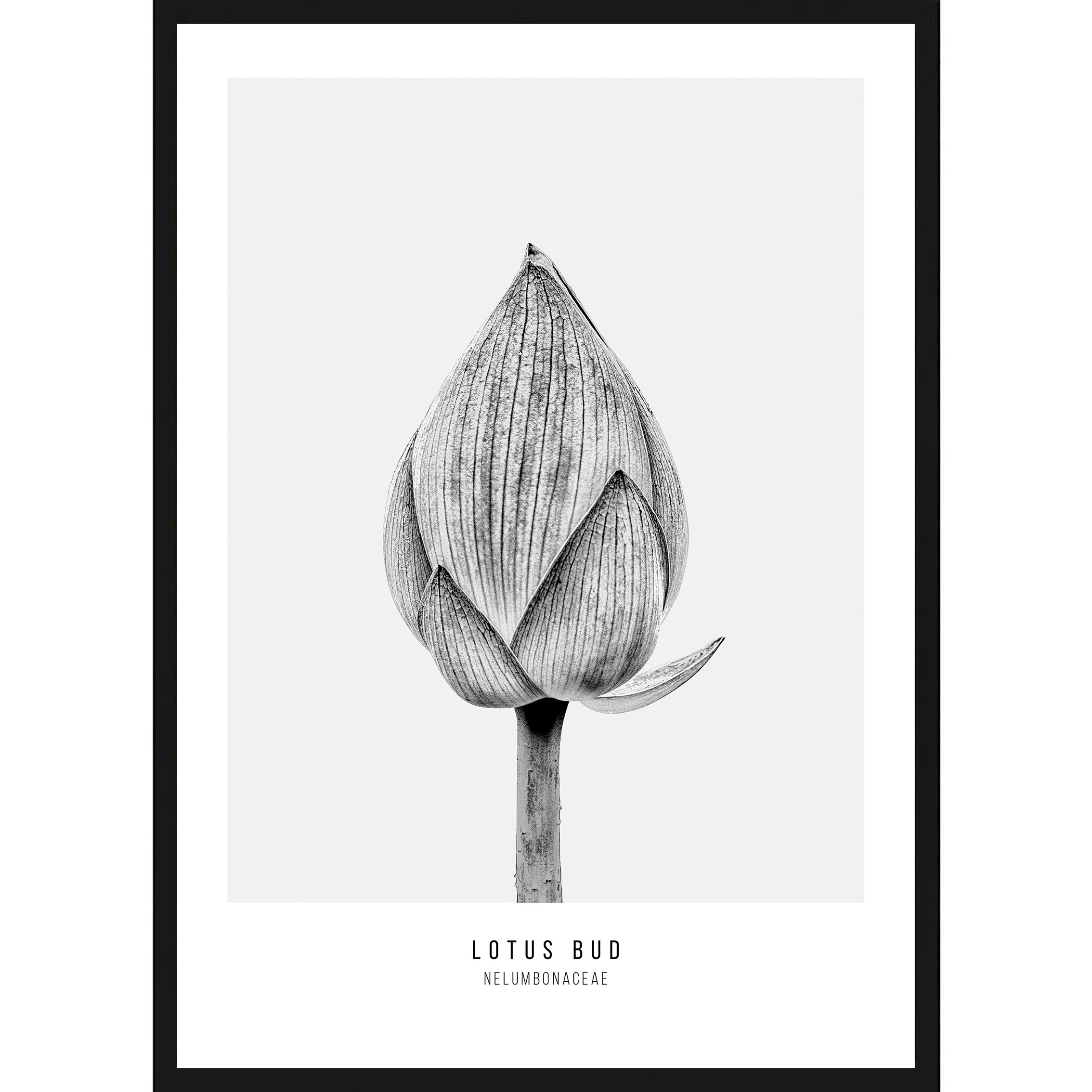 2268x2268 Lotus Flower Bud Botanical Print In Black Frame Online Australia