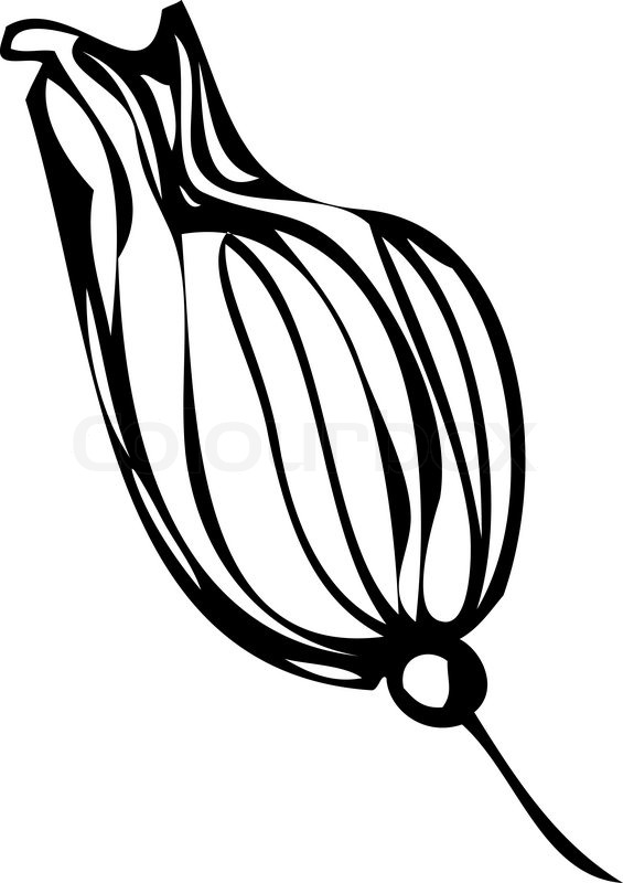 565x800 Sketch Of Flower Buds On A White Stock Vector Colourbox