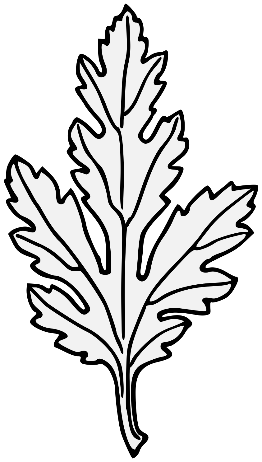 843x1485 Bud Drawing Chrysanthemum, Picture