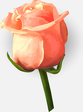 341x462 Drawing Rose Bud Vector Free Vector In Encapsulated Postscript