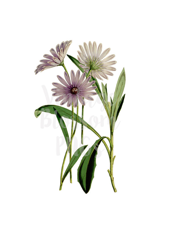 612x792 Daisy Flower Clip Art For Invitations Collage Scrapbooking Etsy