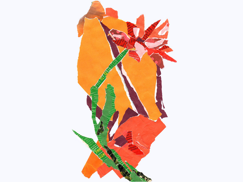 800x600 Collage Red Flower