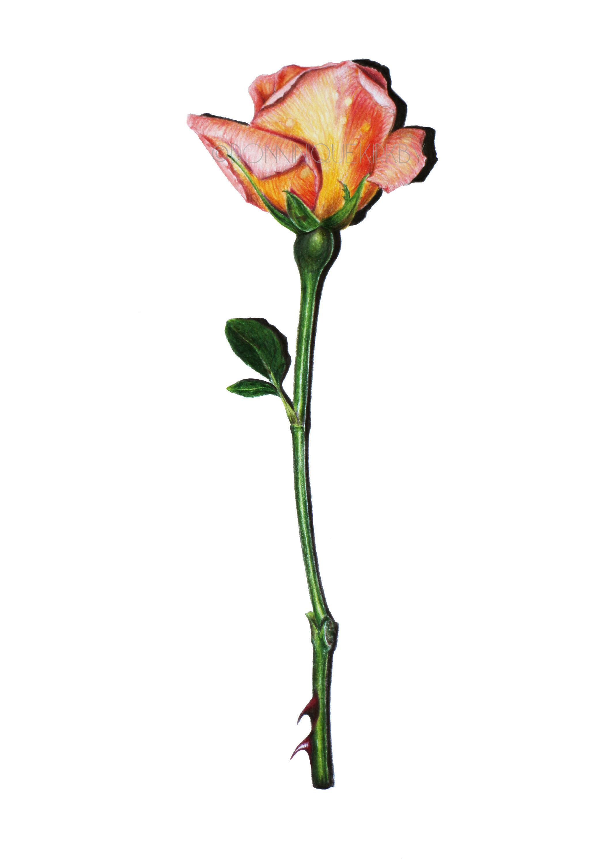 2121x3000 Rose Colour Pencil Drawing Print Etsy