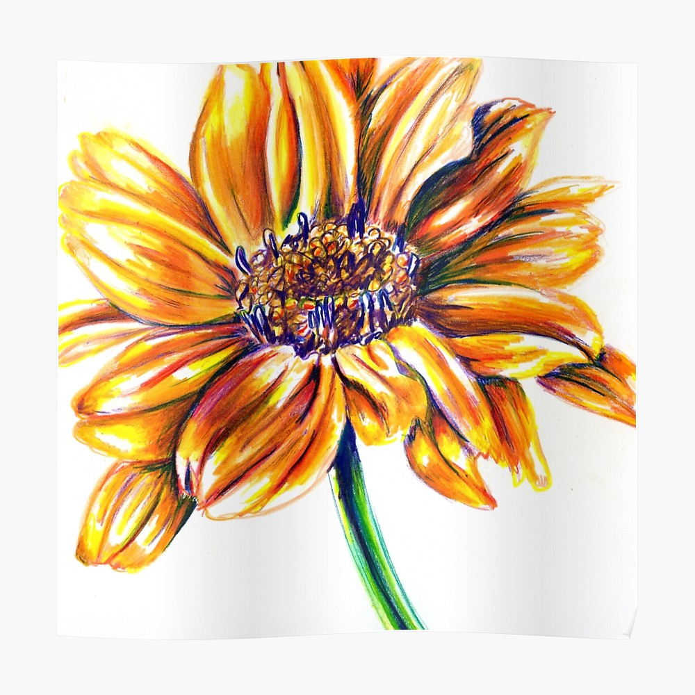 1000x1000 Yellow Flower Colored Pencil Drawing Posters