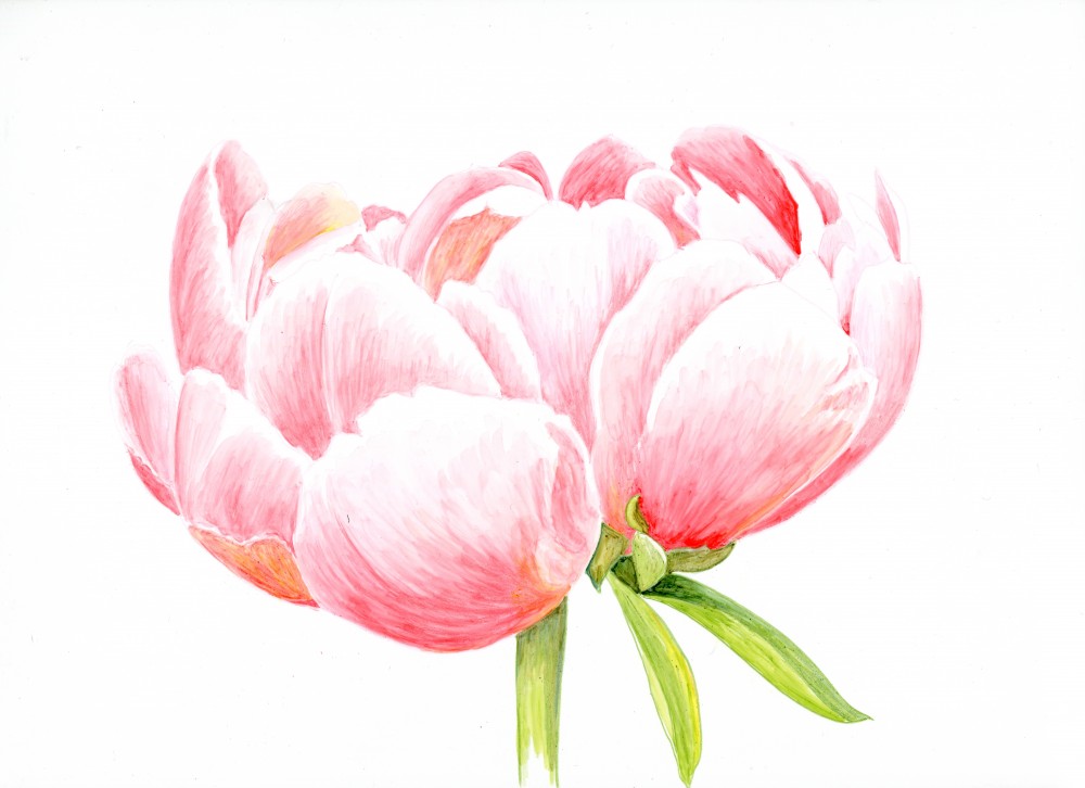 1000x726 colour pencil technique botanicalartstalk