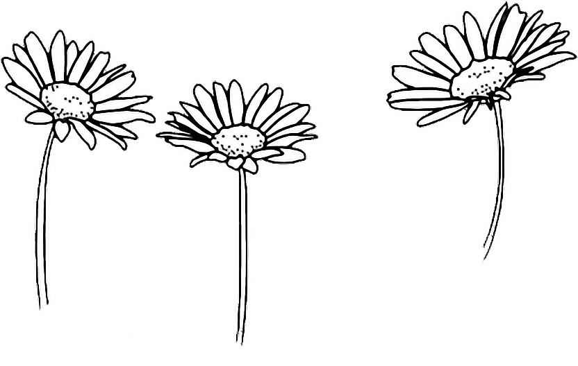 Flower Daisy Drawing | Free download on ClipArtMag