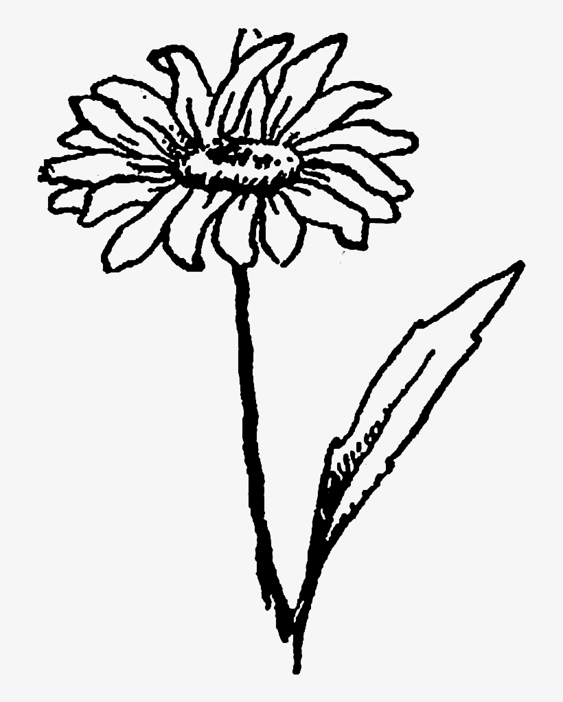 820x1023 drawn wildflower daisy flower