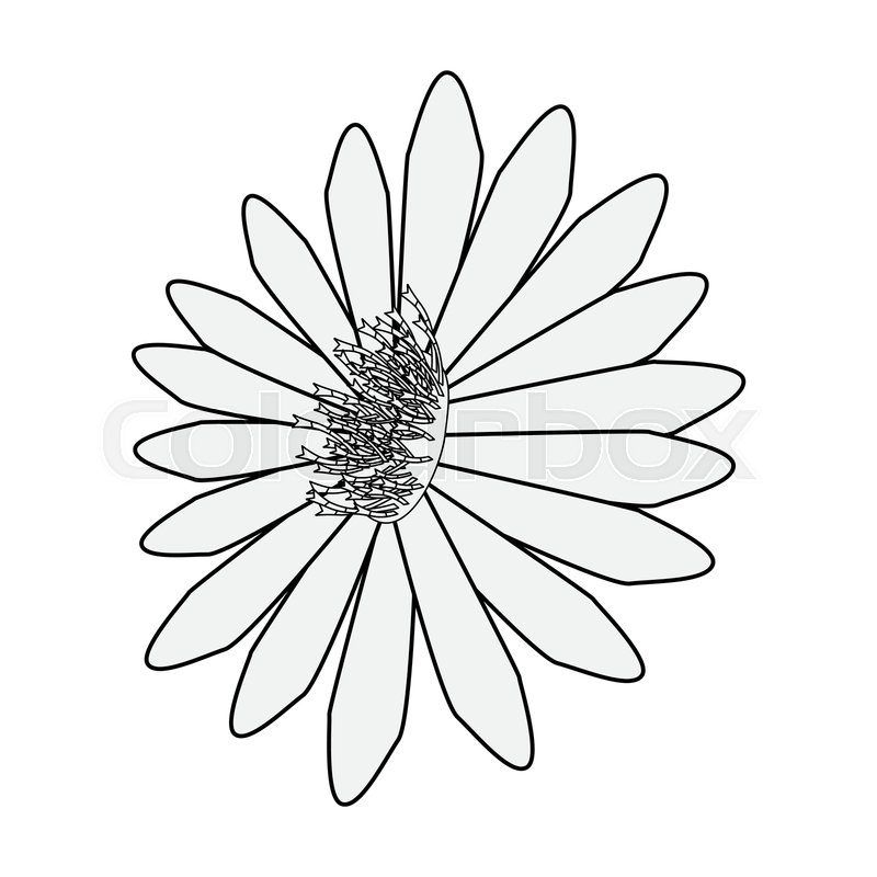 800x800 Flower Daisy On White Background Stock Vector Colourbox