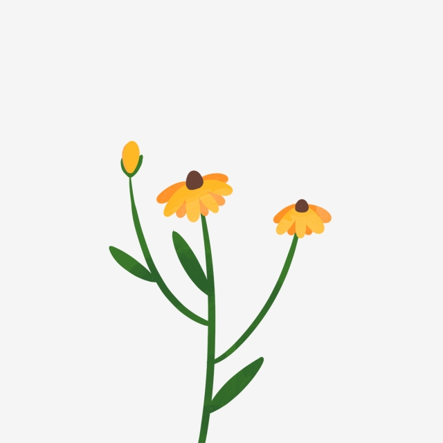 640x640 Hand Drawn Beautiful Daisy, Daisy, Drawing, Spring Png Clipart