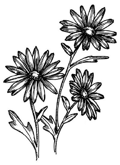 Flower Daisy Drawing | Free download on ClipArtMag