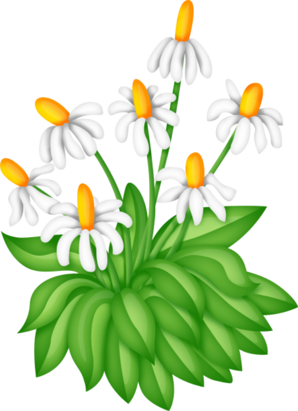 580x800 Collection Of Free Bush Drawing Daisy Flower Download On Ui Ex