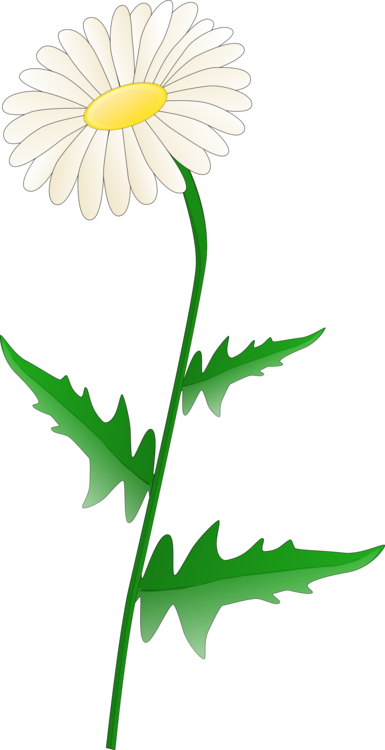 Flower Daisy Drawing | Free download on ClipArtMag