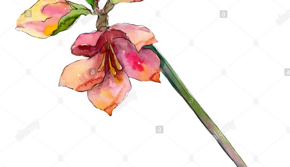 930x535 Atemberaubend Decoration Drawing Flower For Tattoos Art Pictures