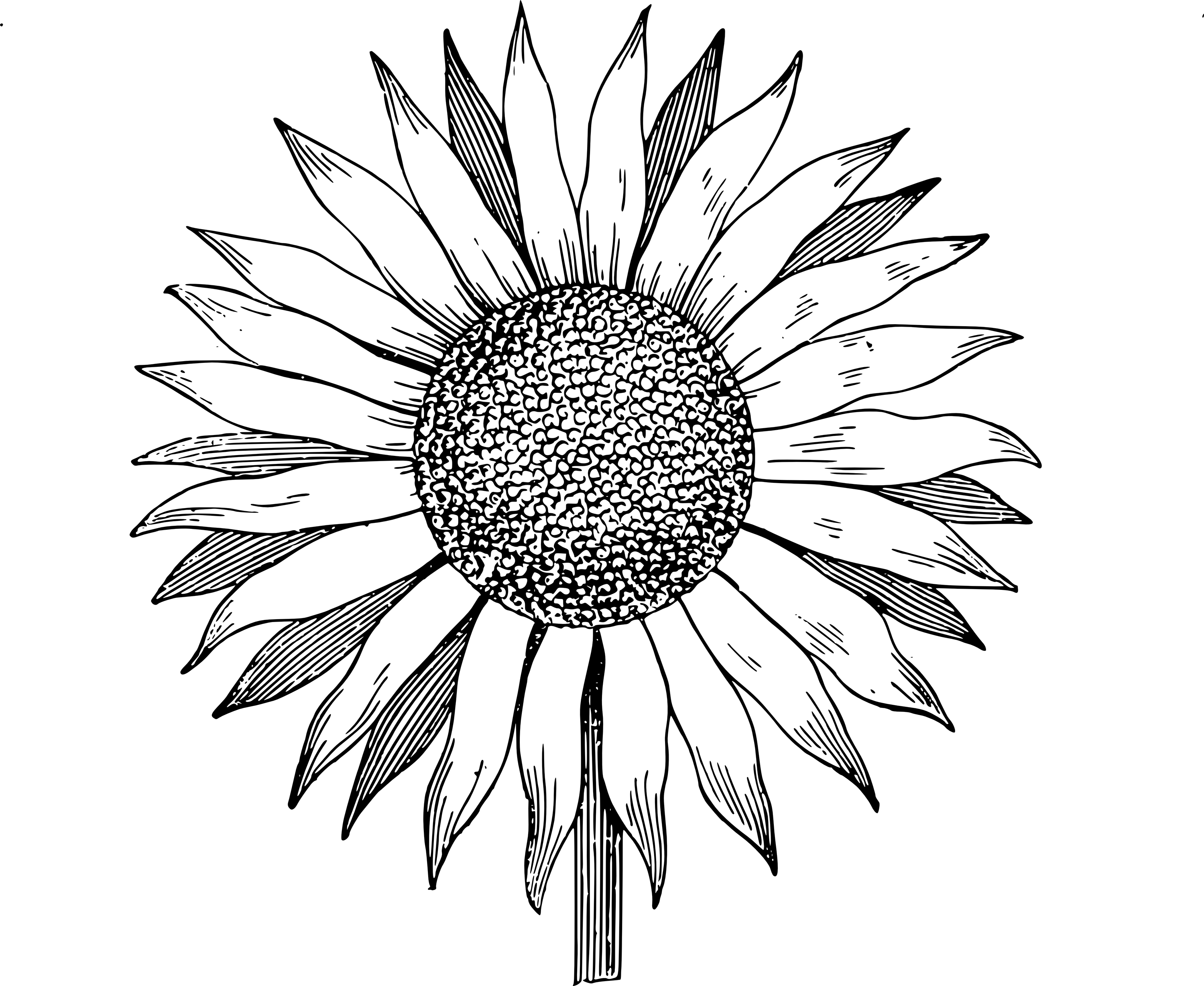 3000x2457 Hd Sun Flower Drawing