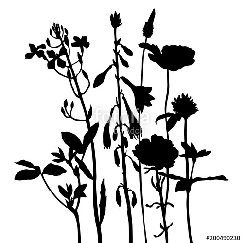 500x500 Background With Drawing Herbs And Flowers Stock Image And Royalty