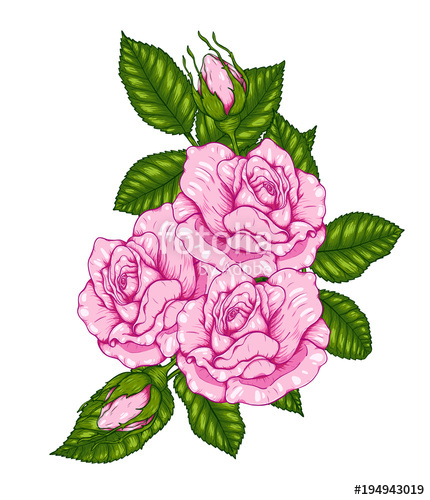 430x500 Rose Vector
