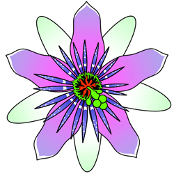 250x250 How To Draw A Passionflower