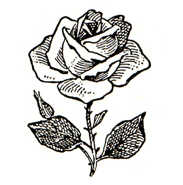 600x605 Black And White Rose Drawing Rose Black And White Clip Art Flowers