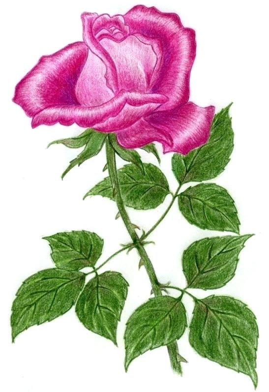 547x797 Rose Flower Drawing Rose Flower Drawings In Pencil Step